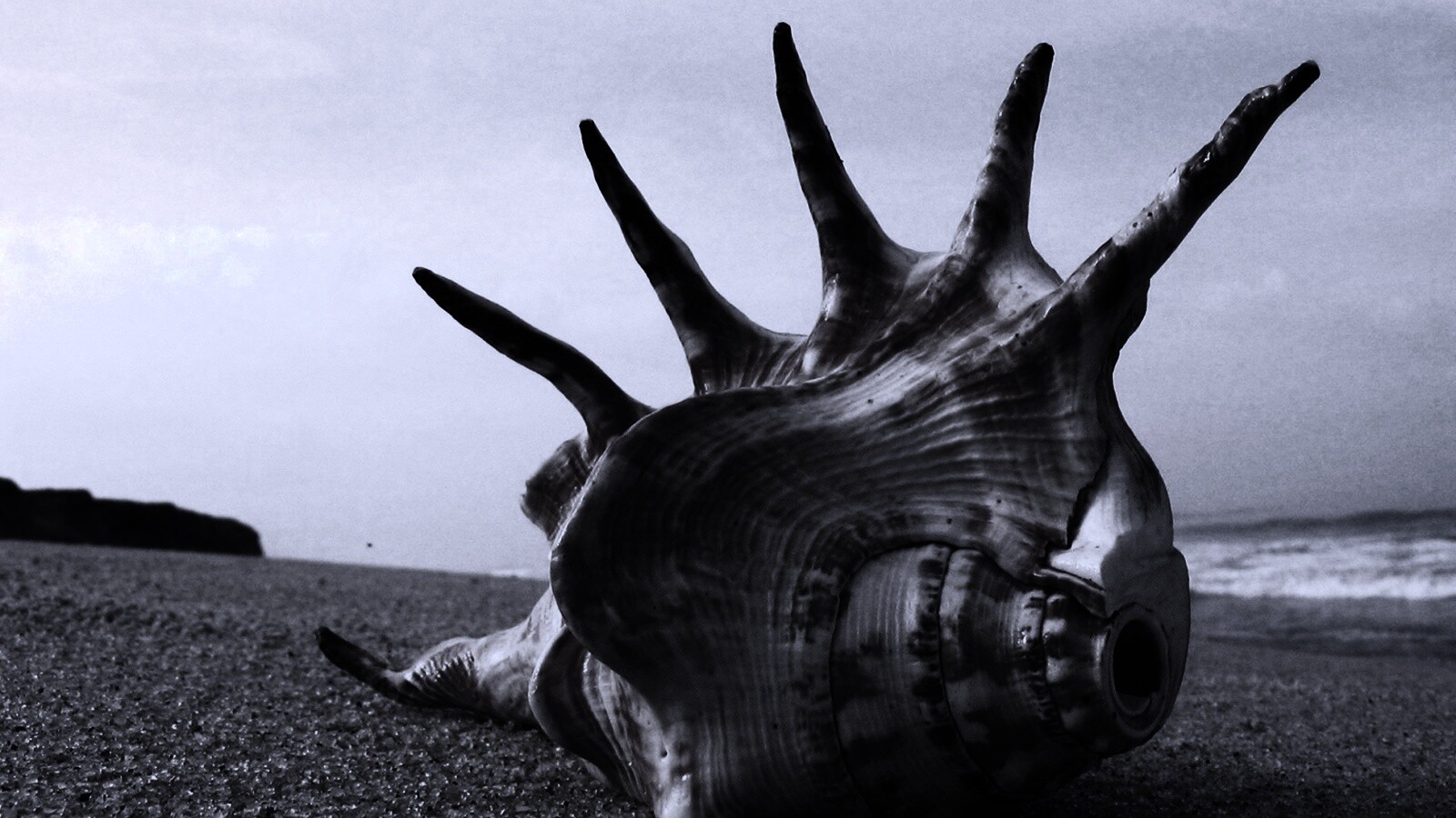 Раковина с гребнем обои