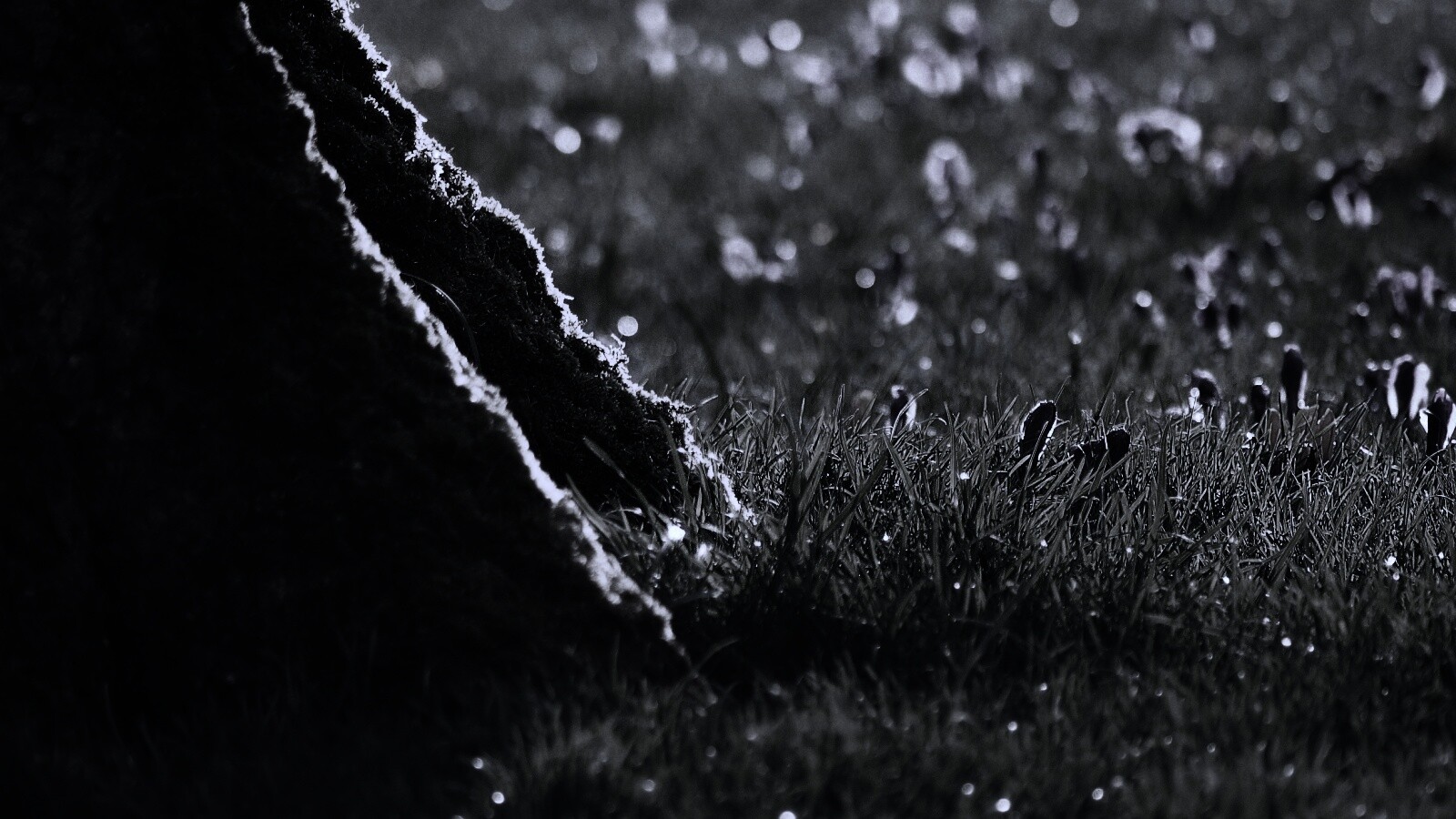 Дерево в траве обои