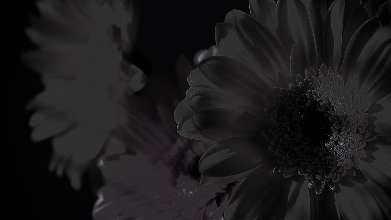 Желтый гербер обои