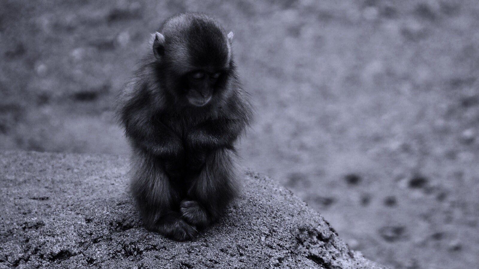 Детеныш обезьяны обои