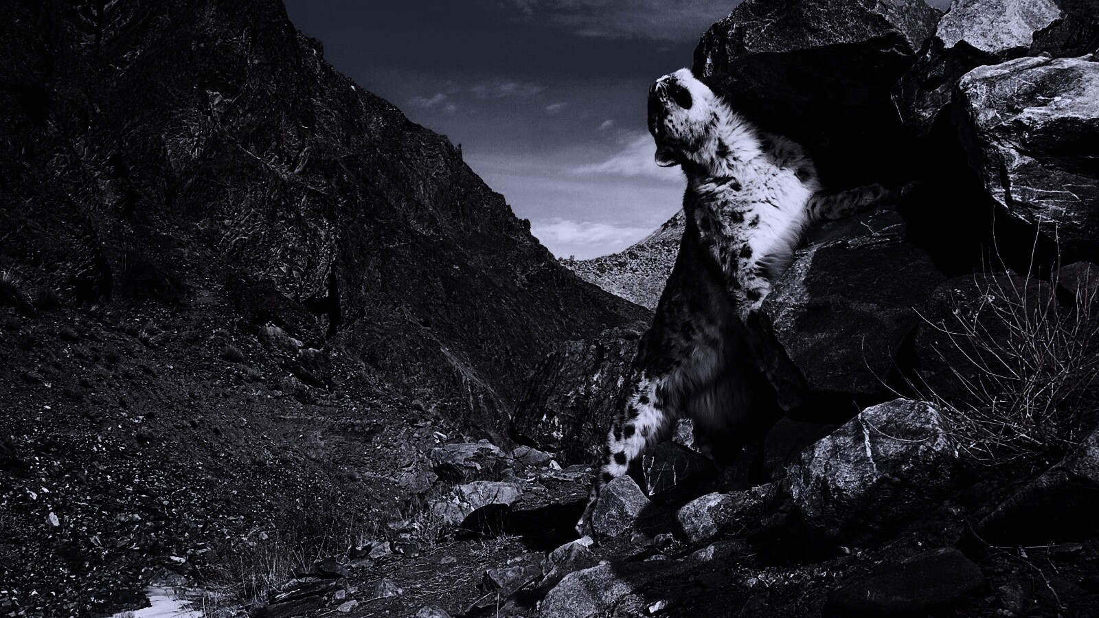 Барс чешется о камни обои