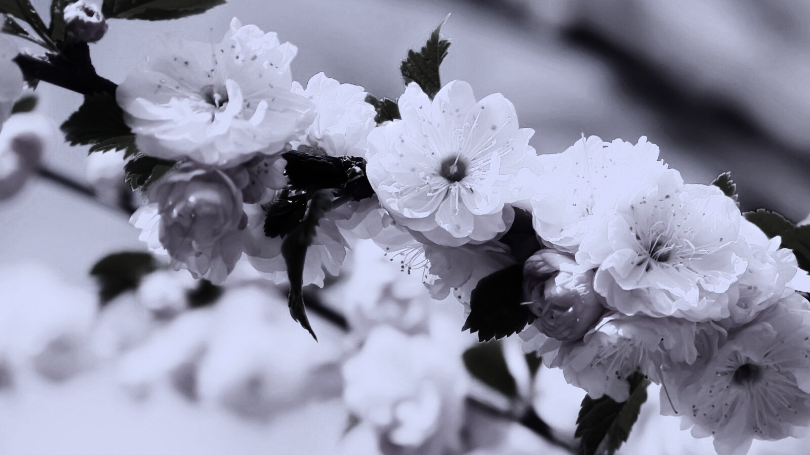 Ветка с цветами обои