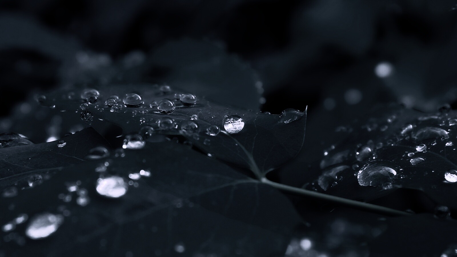 Синеватый лист обои