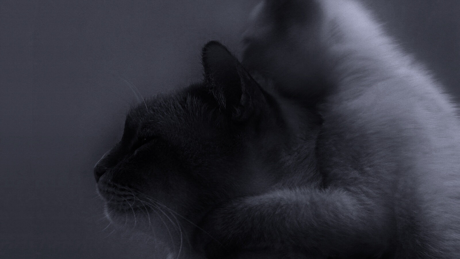 Котёнок обнимает маму обои