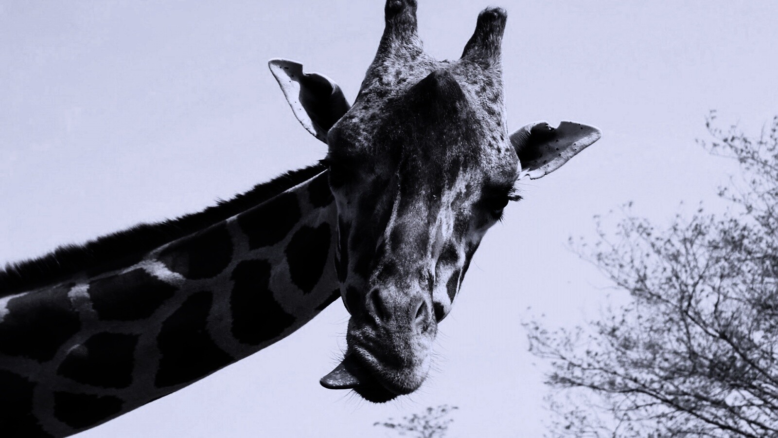 Жираф показывает язык обои