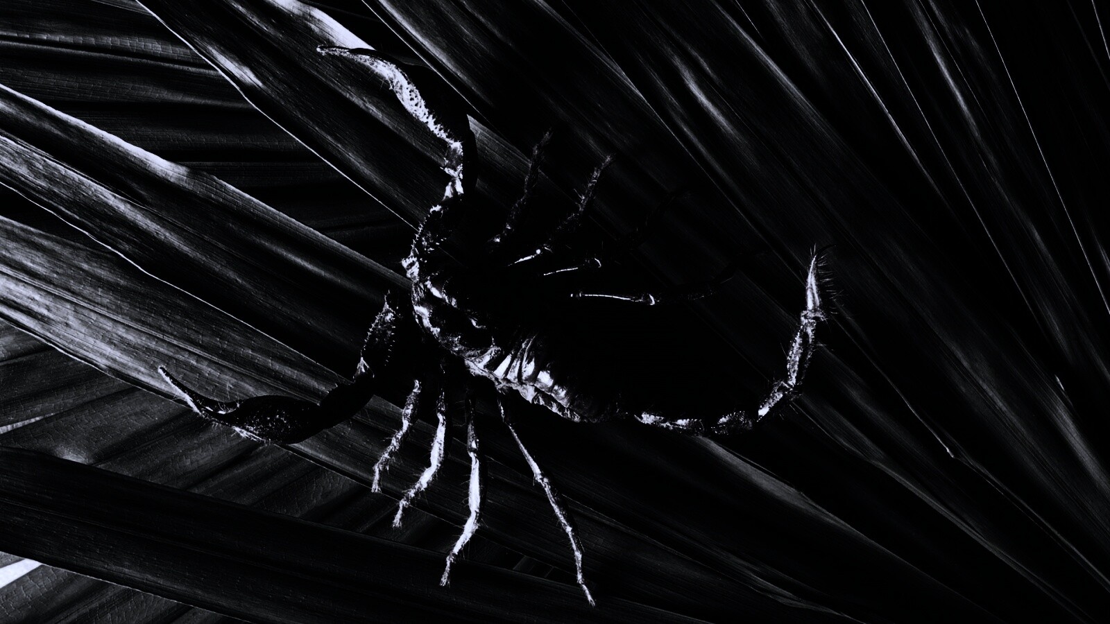 Скорпион на траве обои