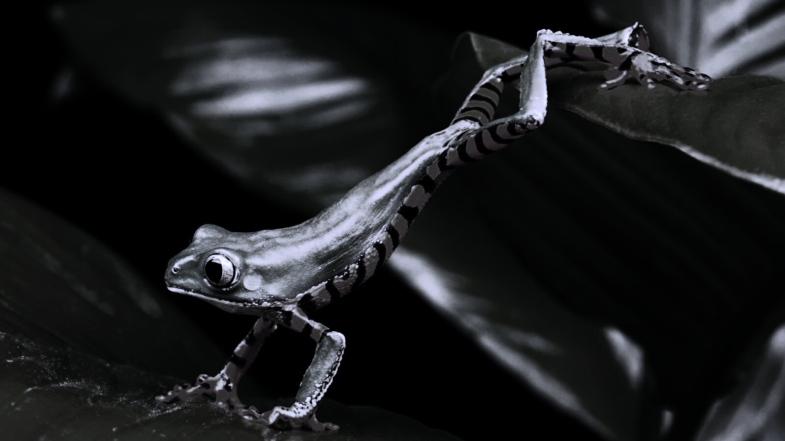 Лягушка переползает с листа на лист обои