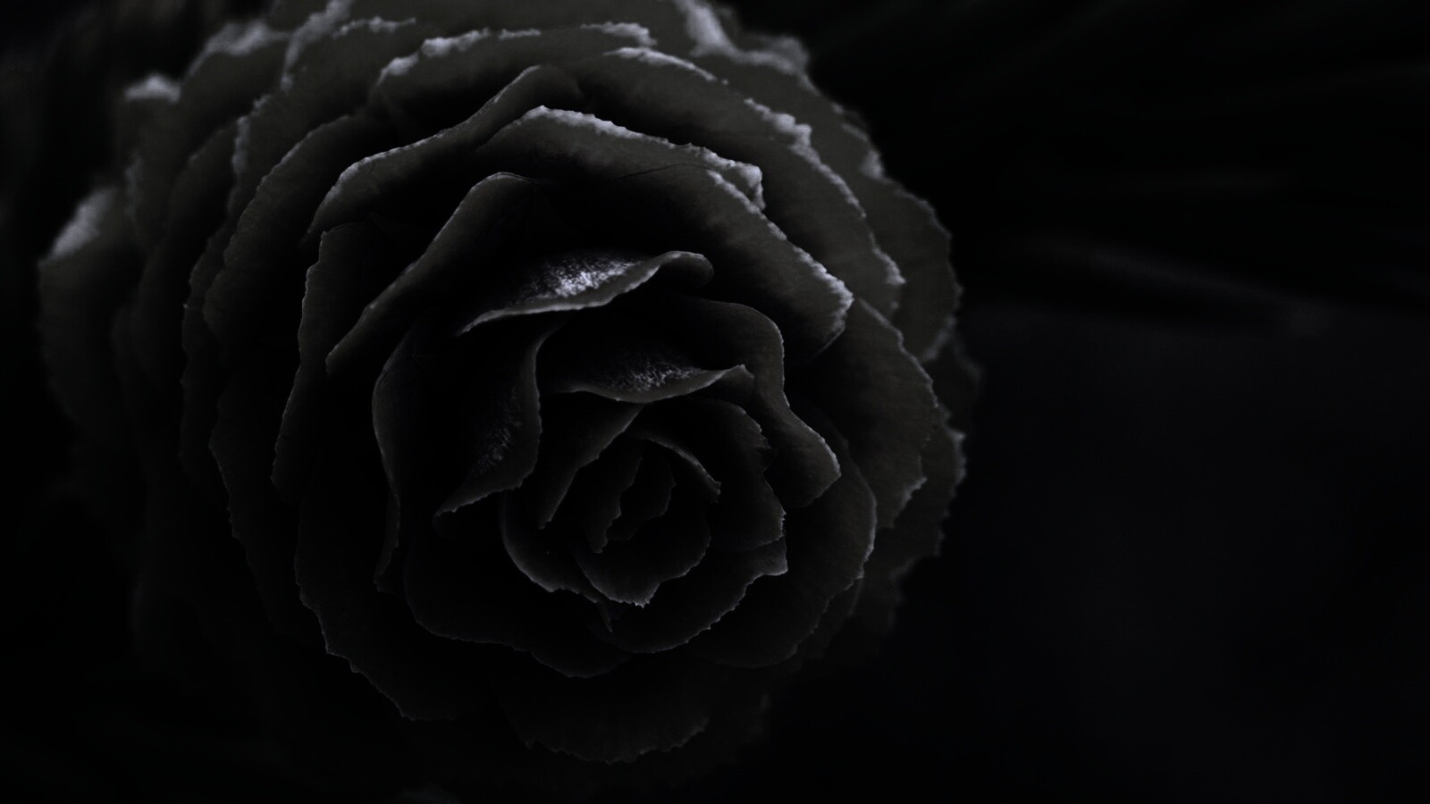 Молодая шишка обои