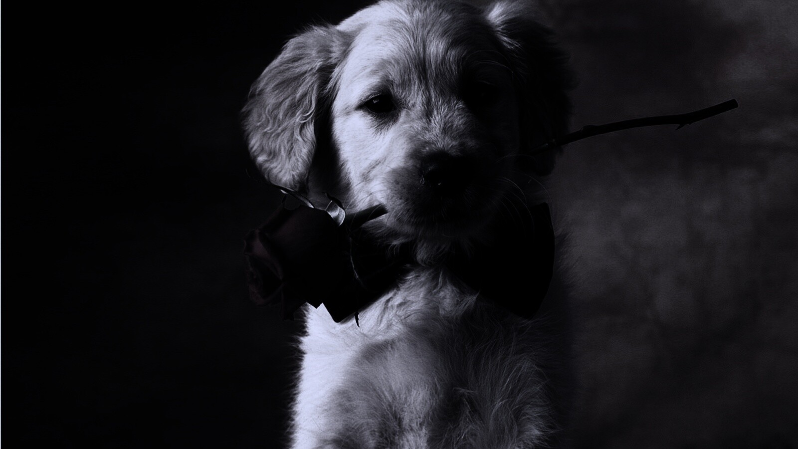 Щенок с розой в зубах обои