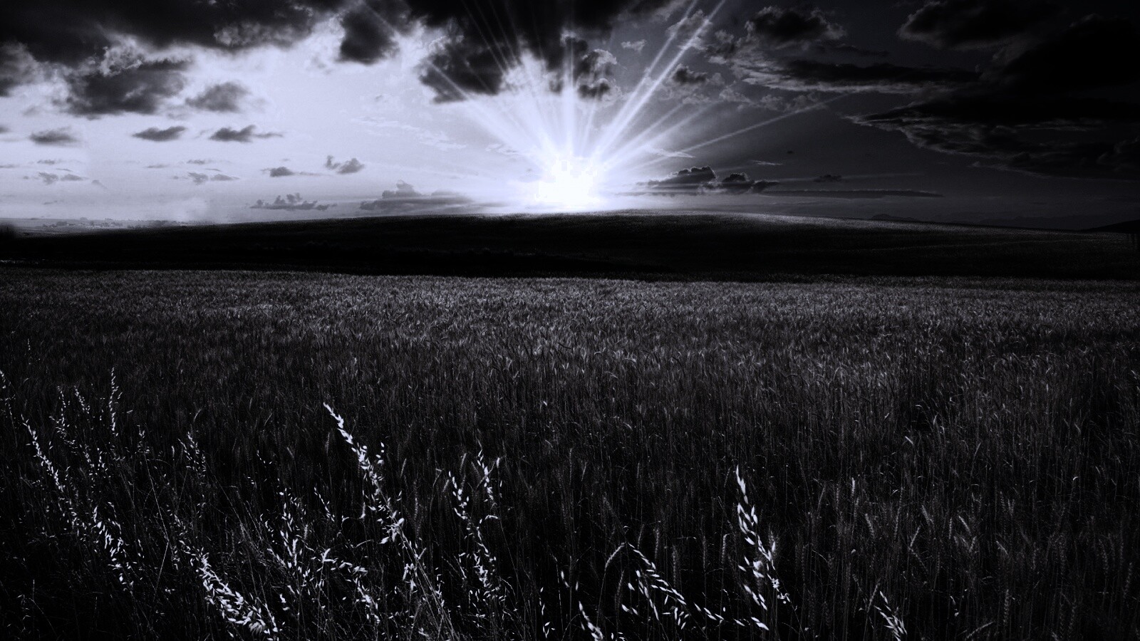 Восход над пшеничным полем обои