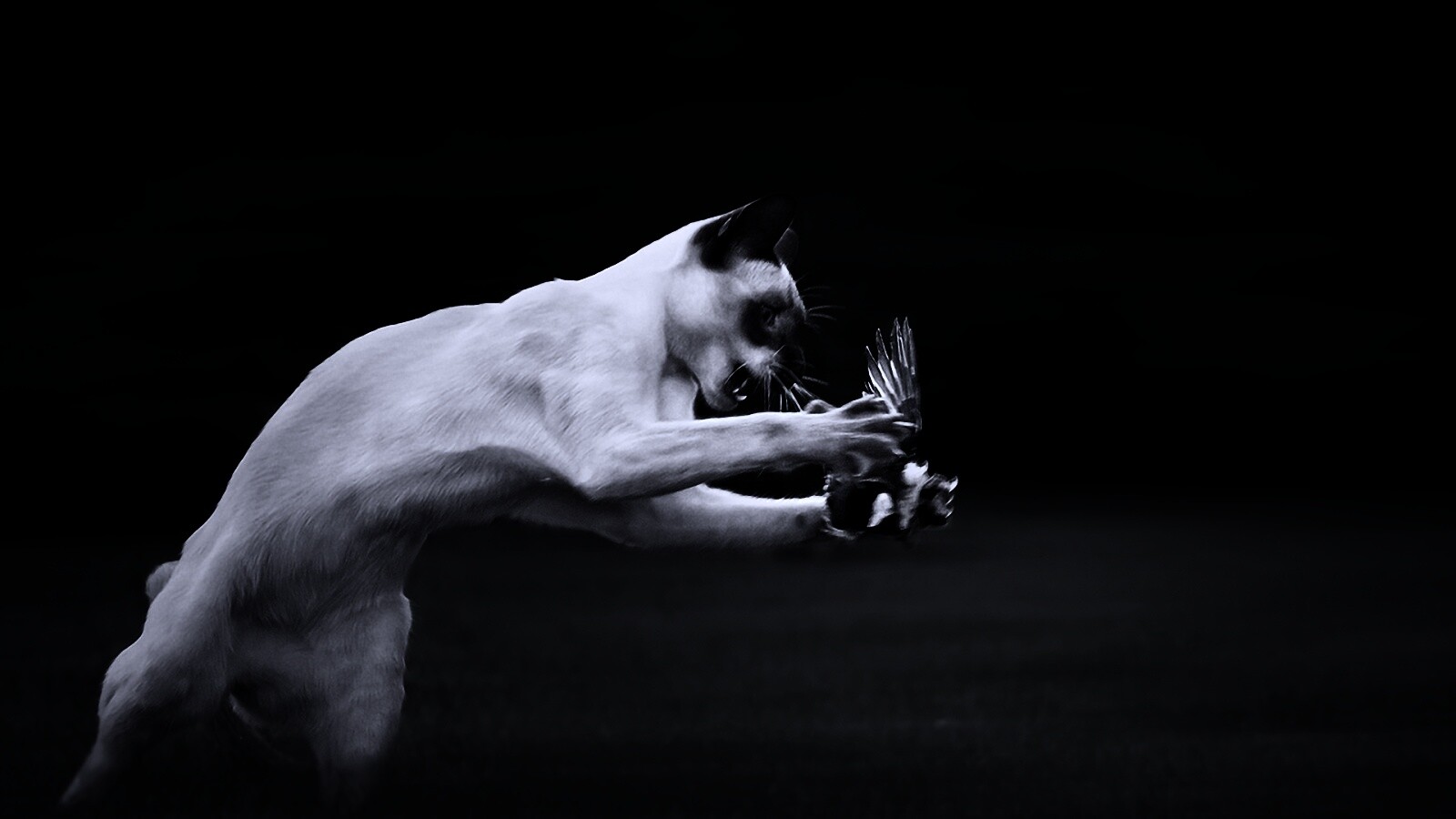 Кошка ловит птичку обои