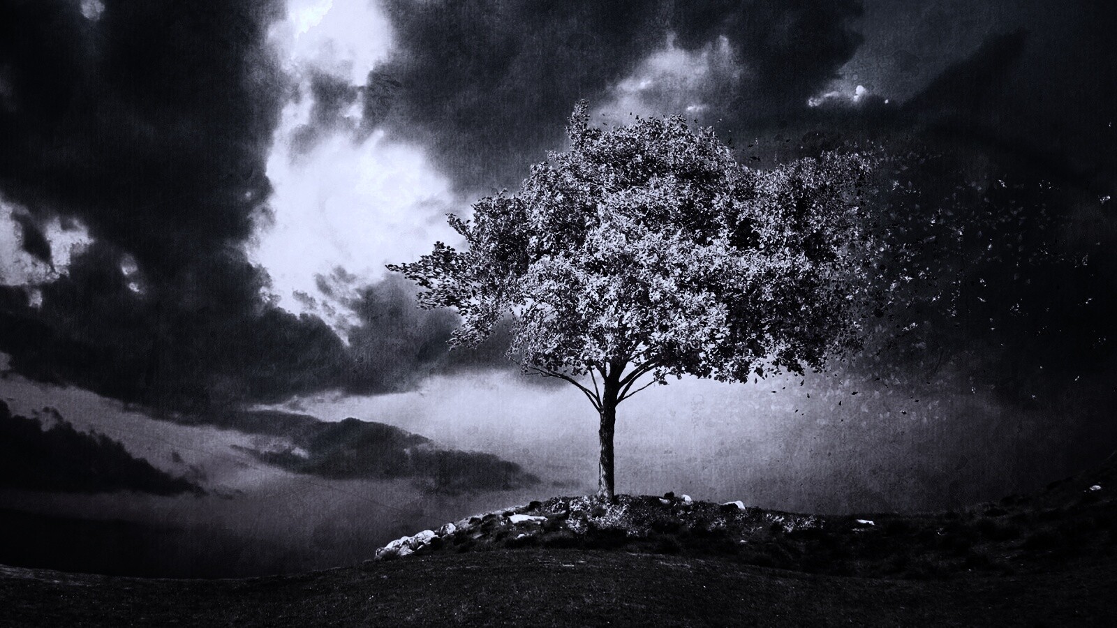 Одинокое цветущее дерево обои