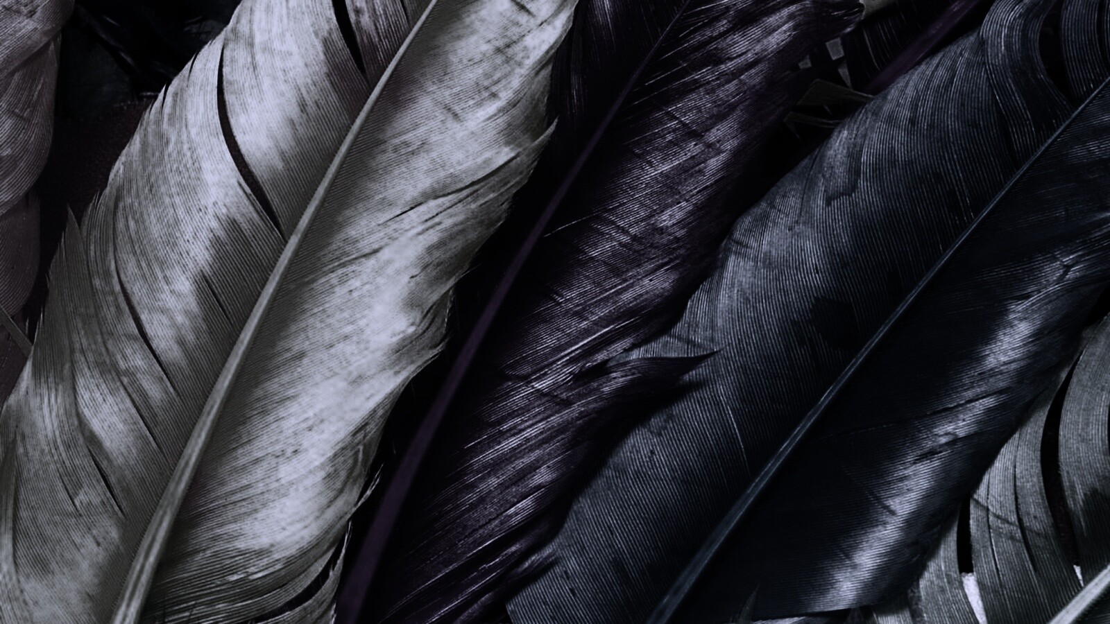 Разноцветные перья обои