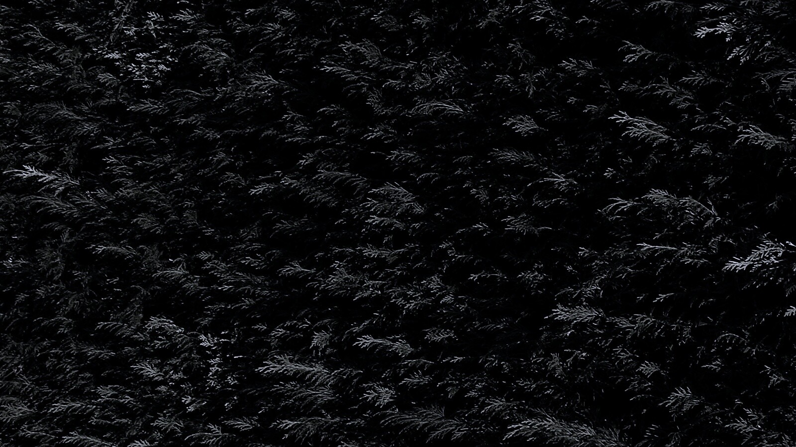 Густые хвойные заросли обои