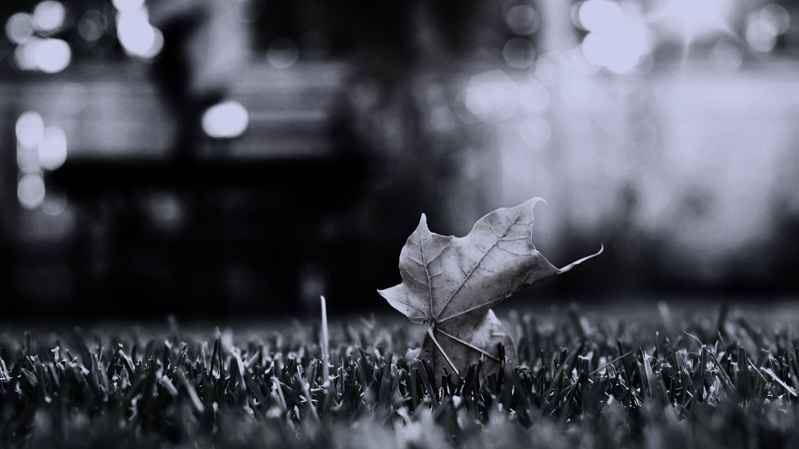 Зеленый лист на траве обои