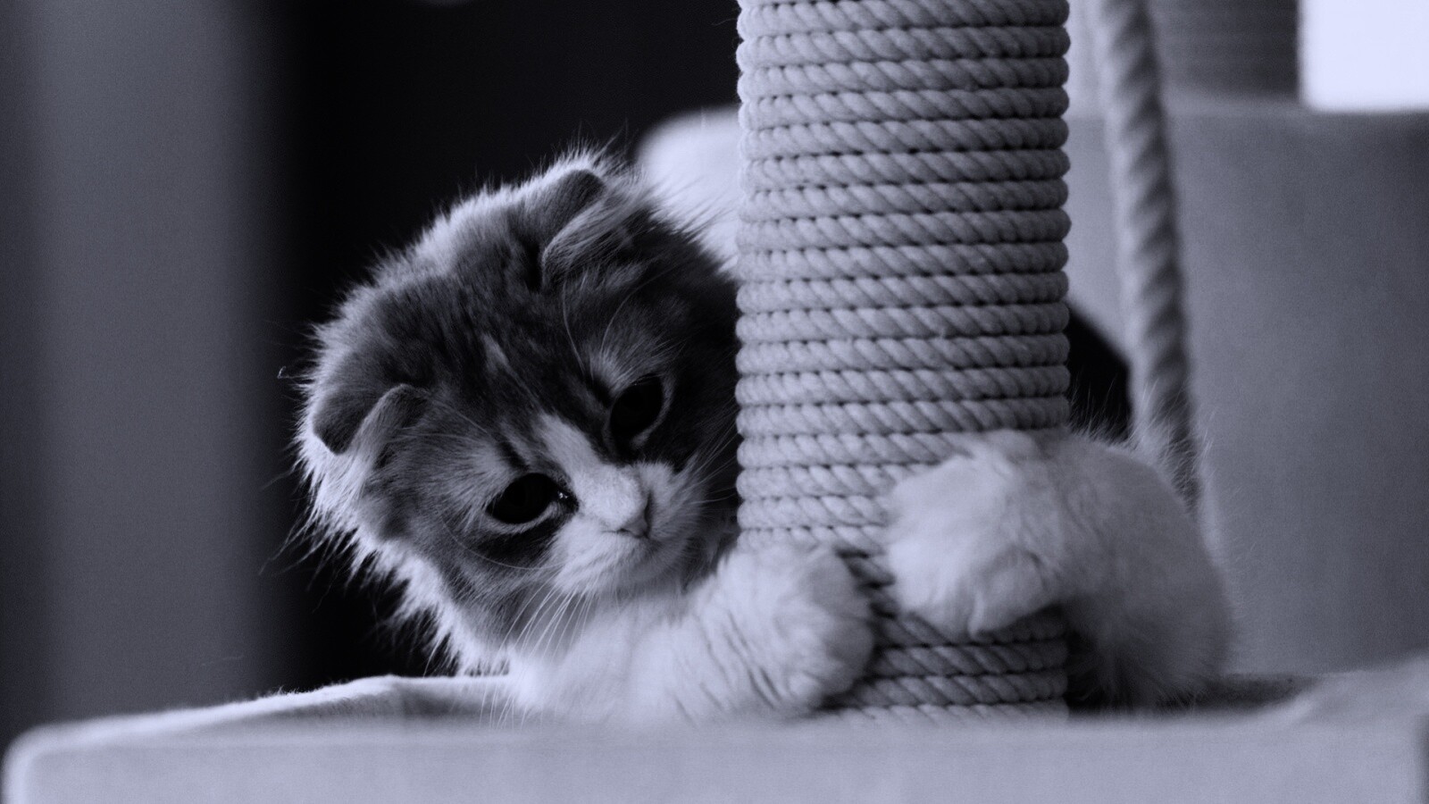 Пушистая кошка с когтеточкой обои