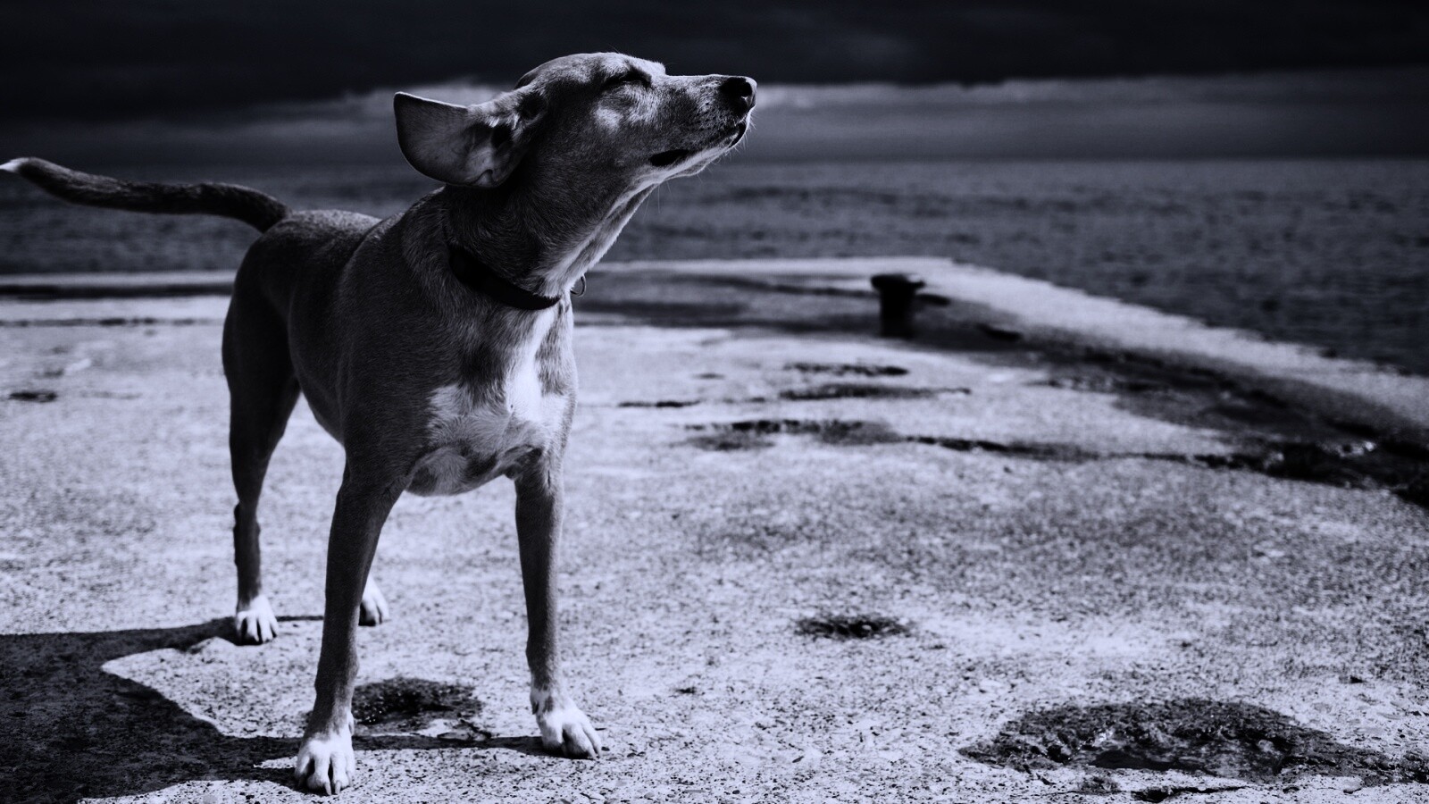 Собака на пирсе обои