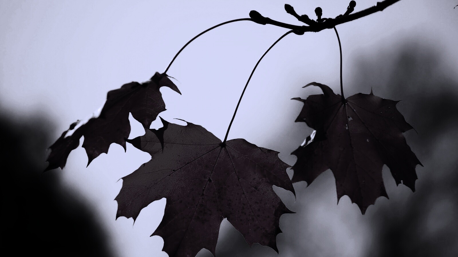 Покрасневшие листья клена обои