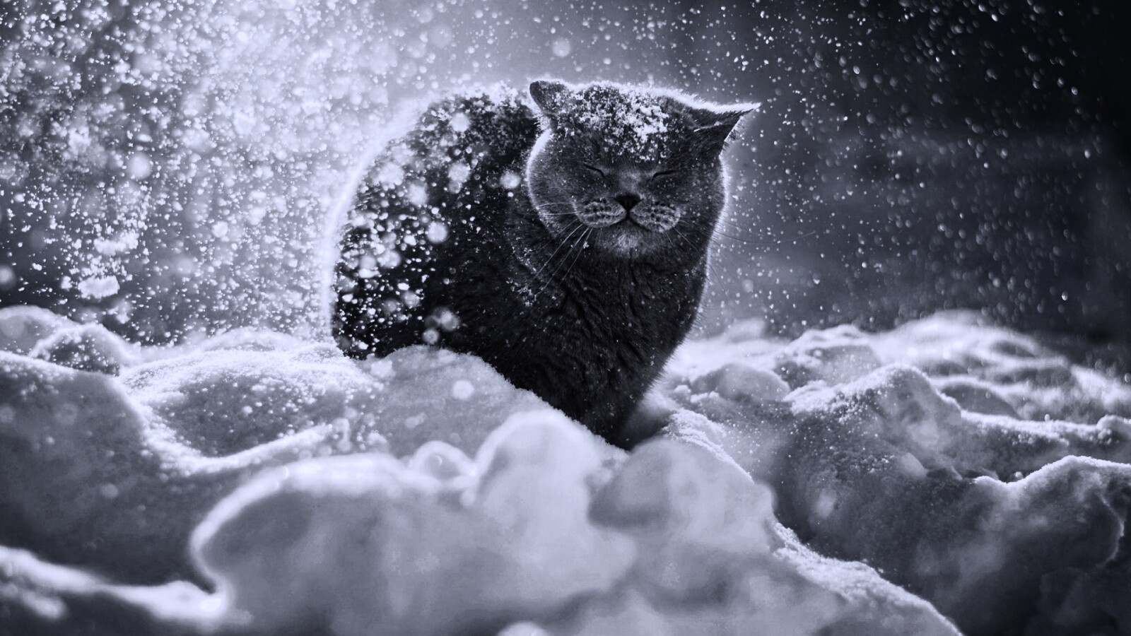 Британце в снегу обои