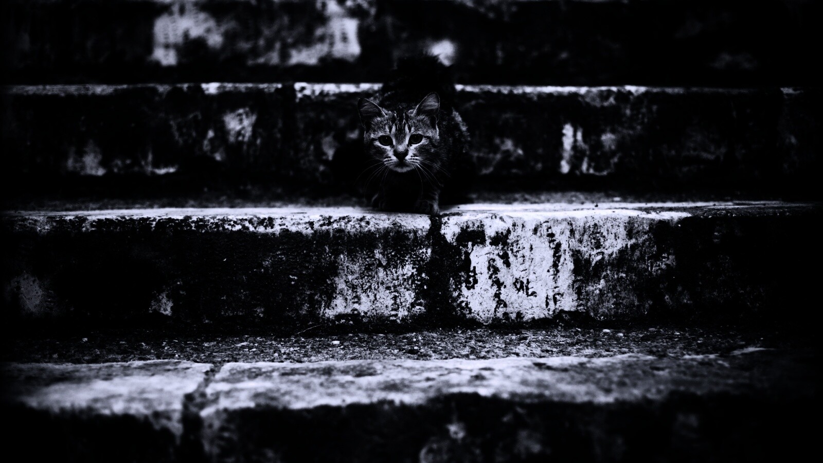 Растрепанная кошка на ступеньках лестницы обои