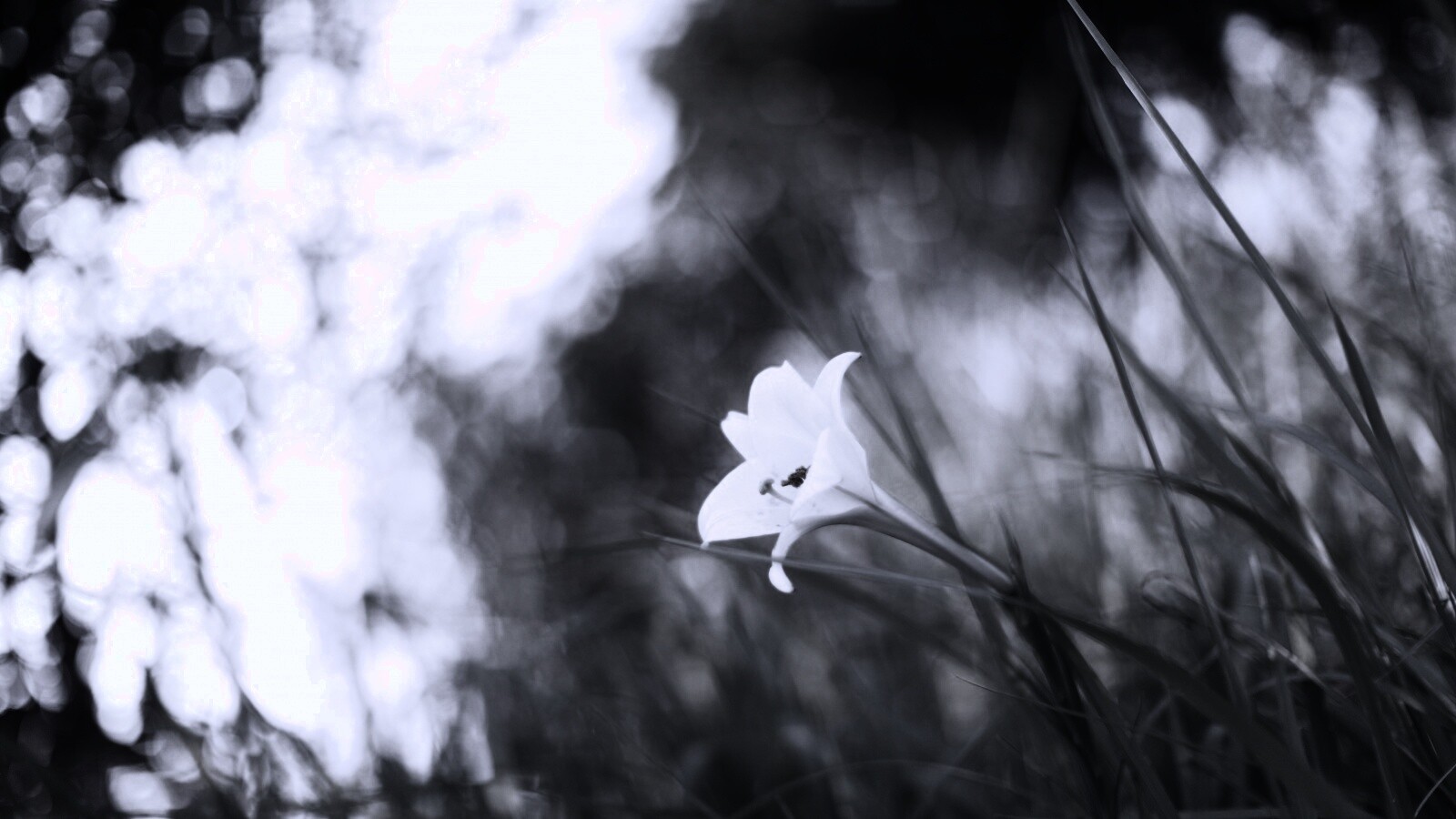 Цветок затерявшийся в траве обои