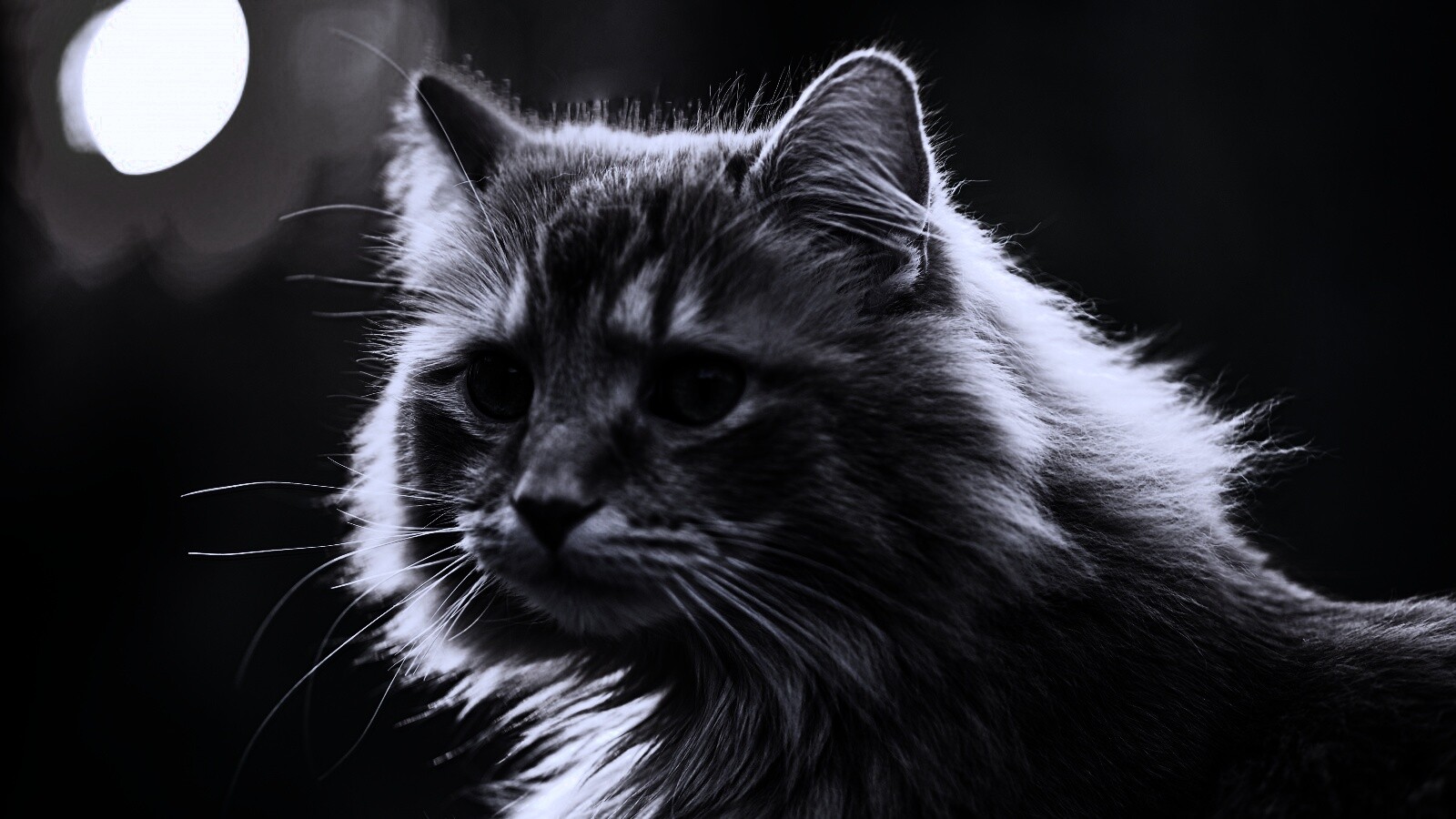 Рыжий кот в лучах солнца обои