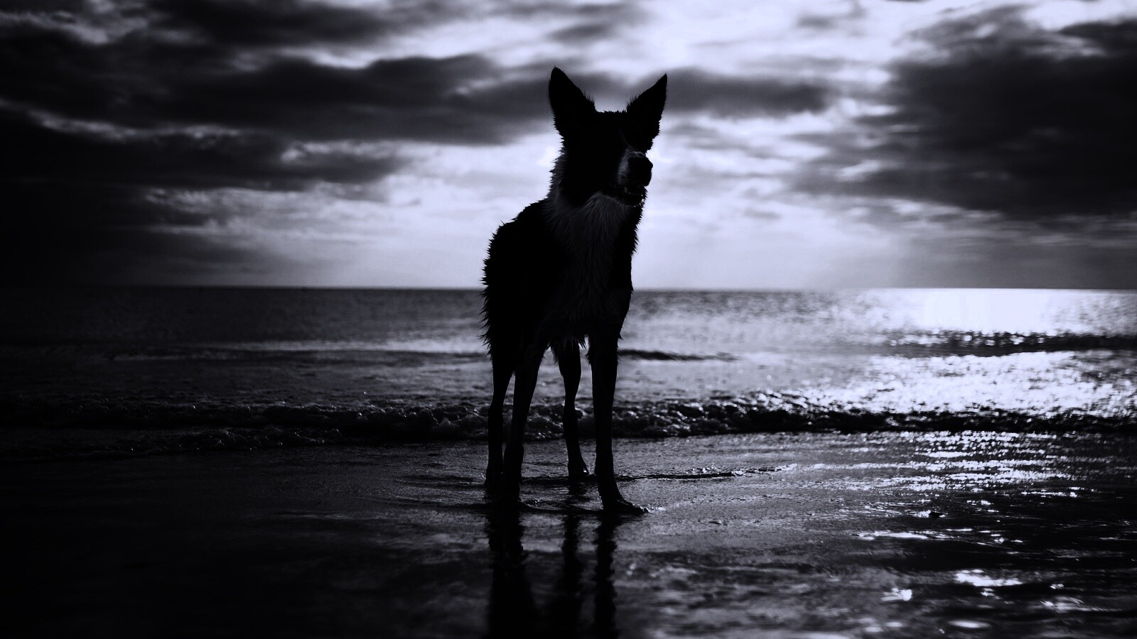 Собачка на пляже обои