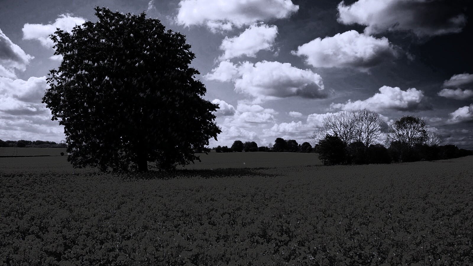 Каштан на цветочном поле обои