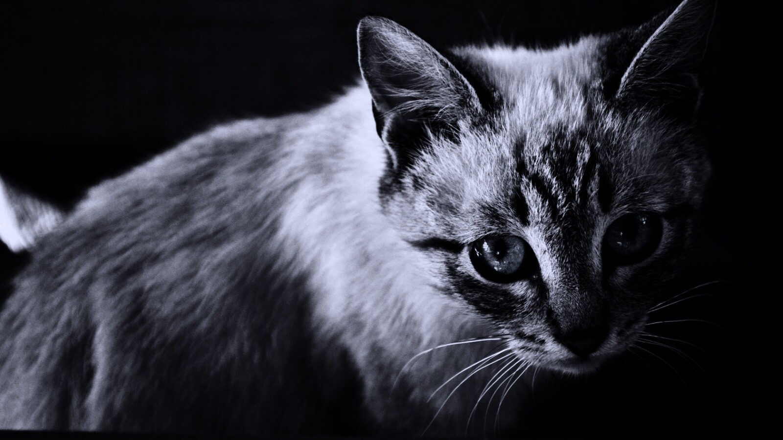 Котенок с синими глазами обои