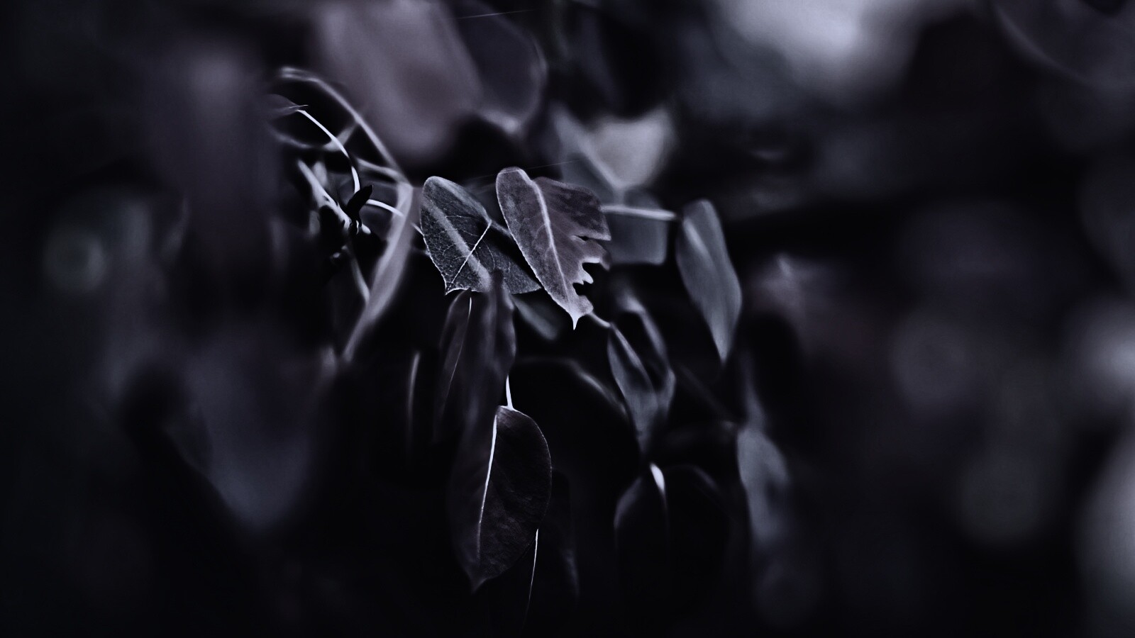 Фиолетовые листья обои