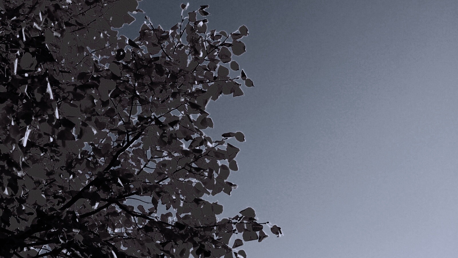 Ветви с пожелтевшими листьями на фоне неба обои