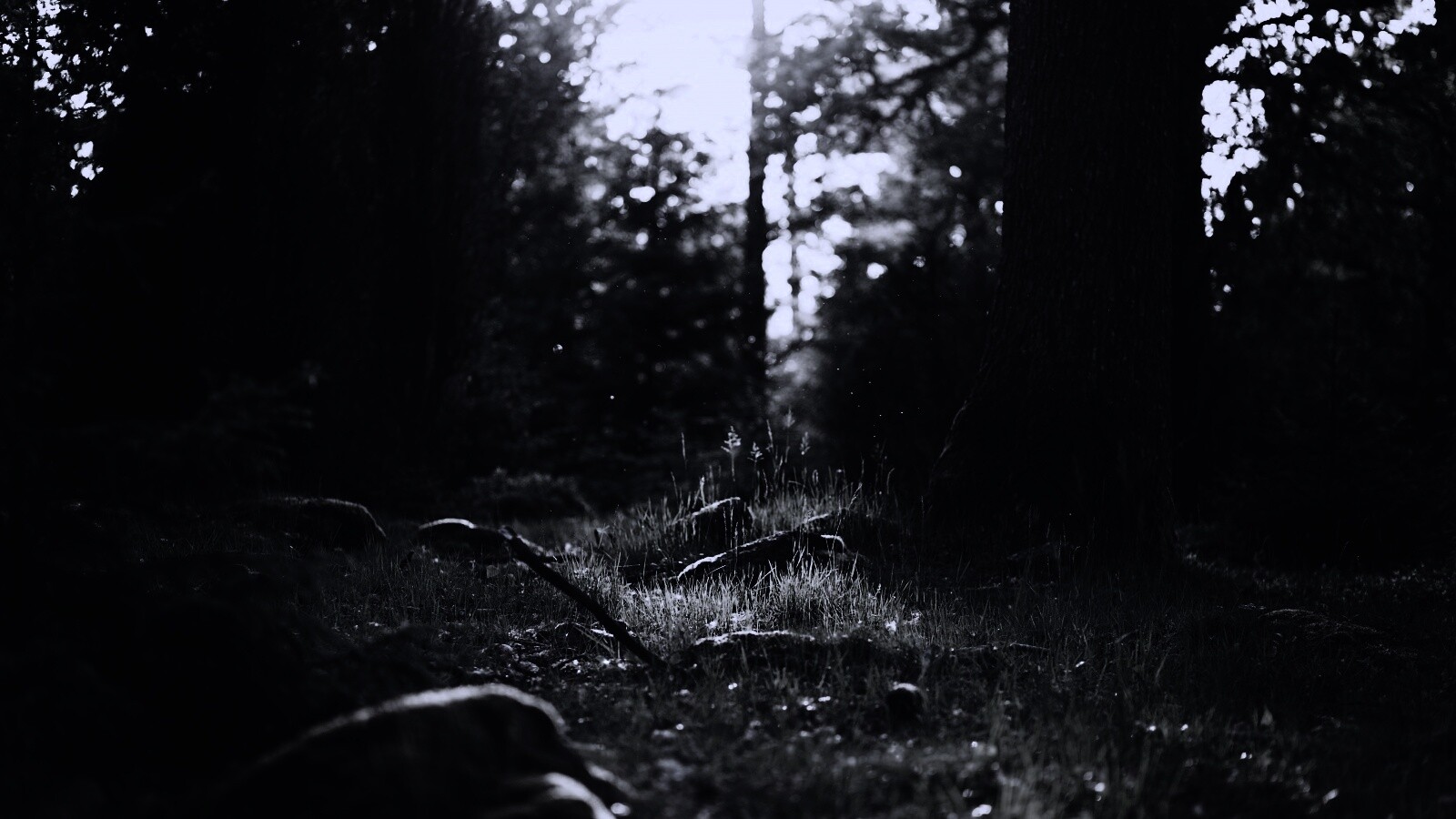 Лето в лесу обои