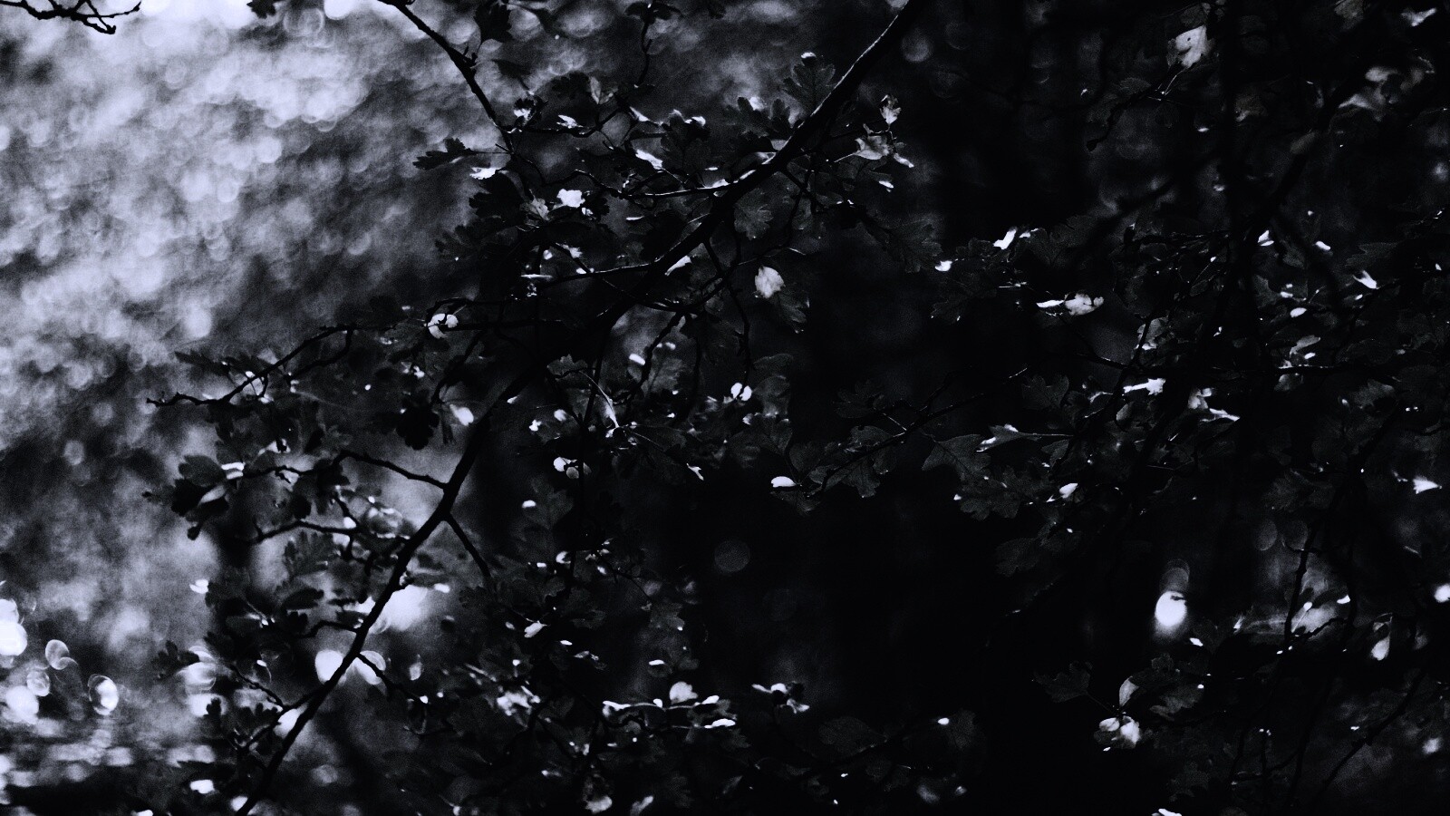 Дубовая зеленая листва обои