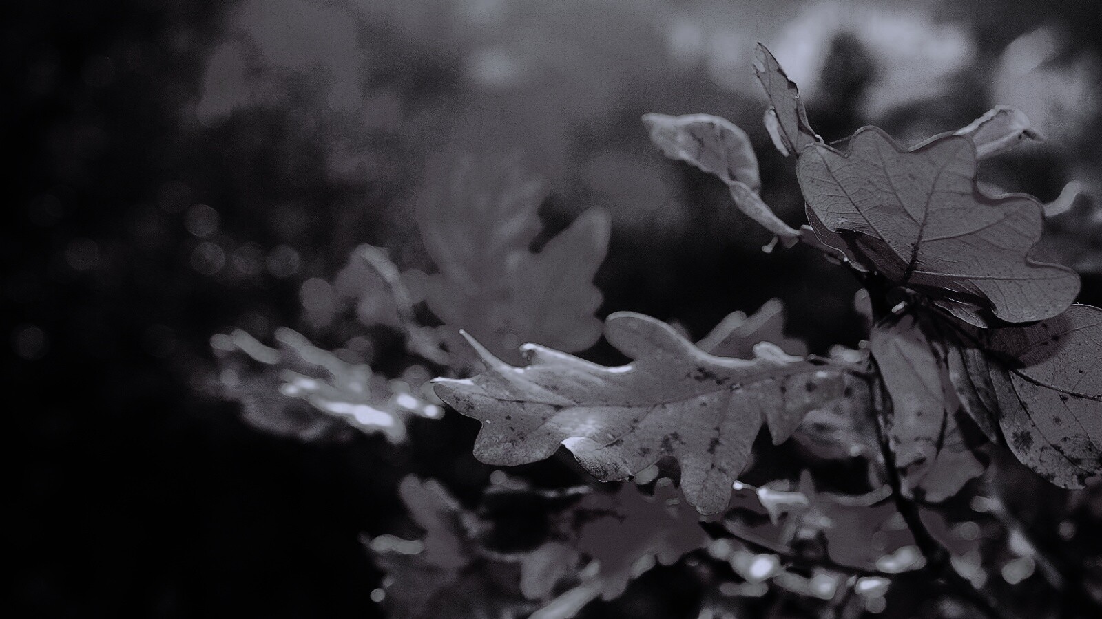 Дубовые листья обои