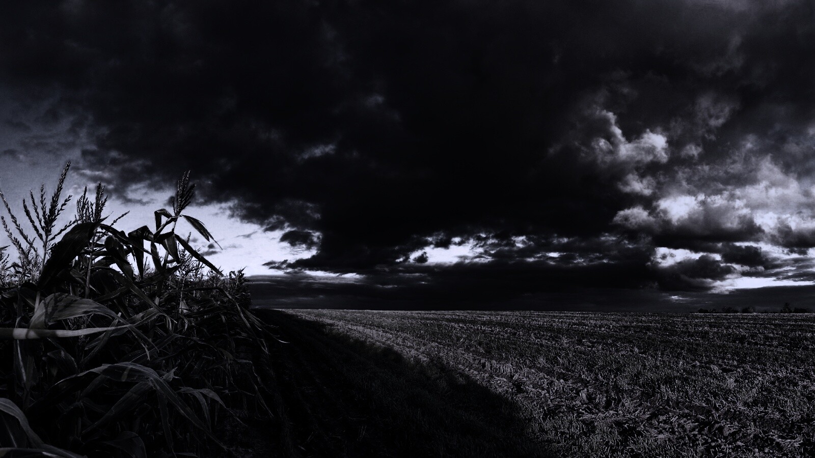 Кукурузное поле обои