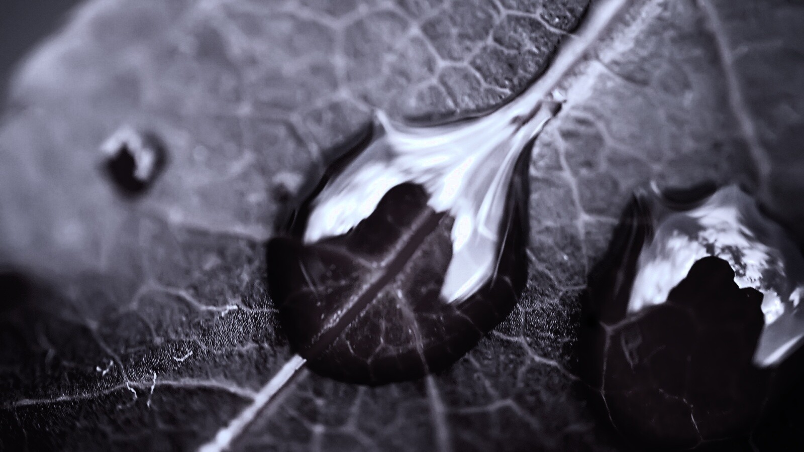 Две капли на красном листке обои