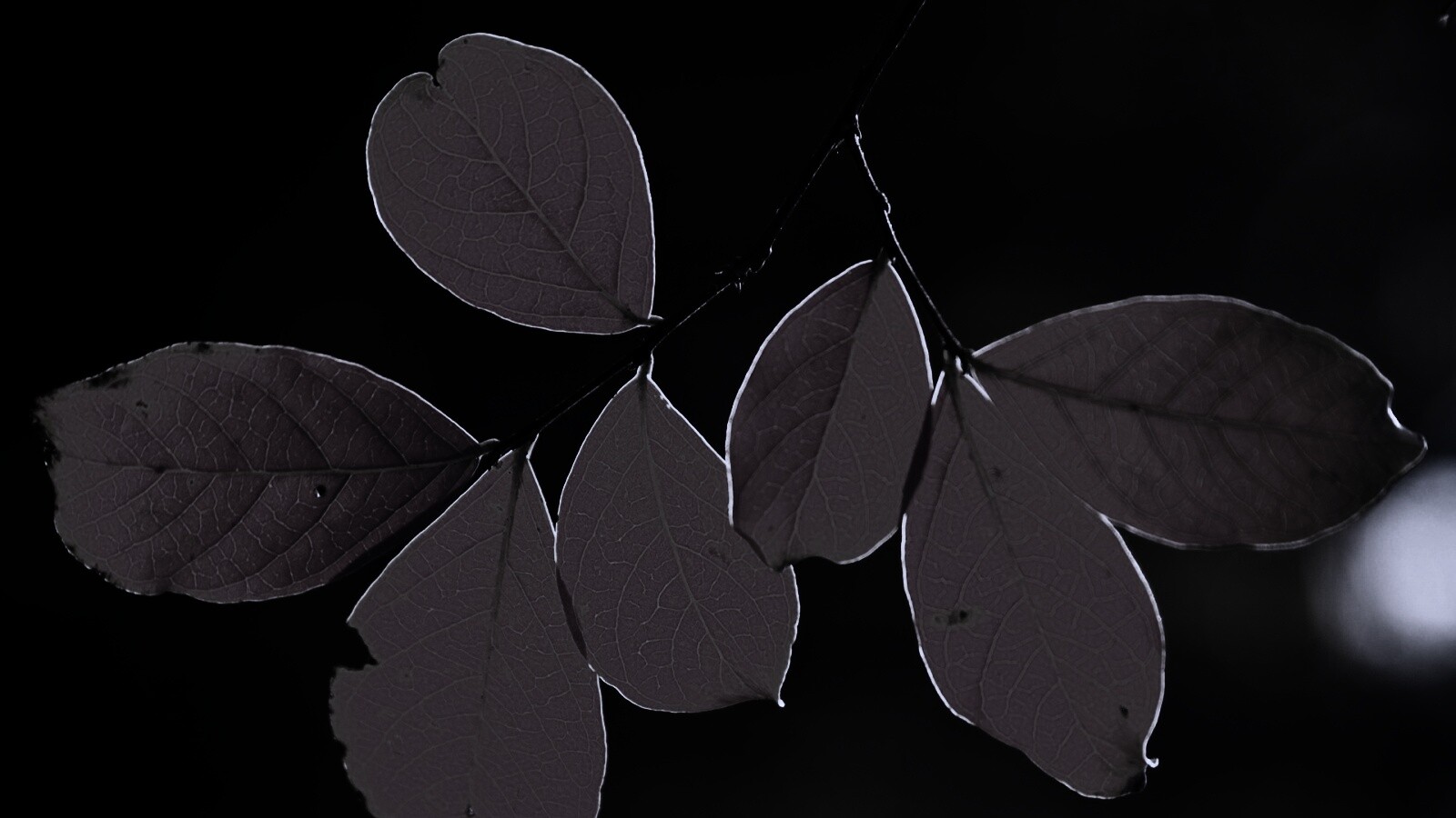 Ветка с оранжевыми листьями обои