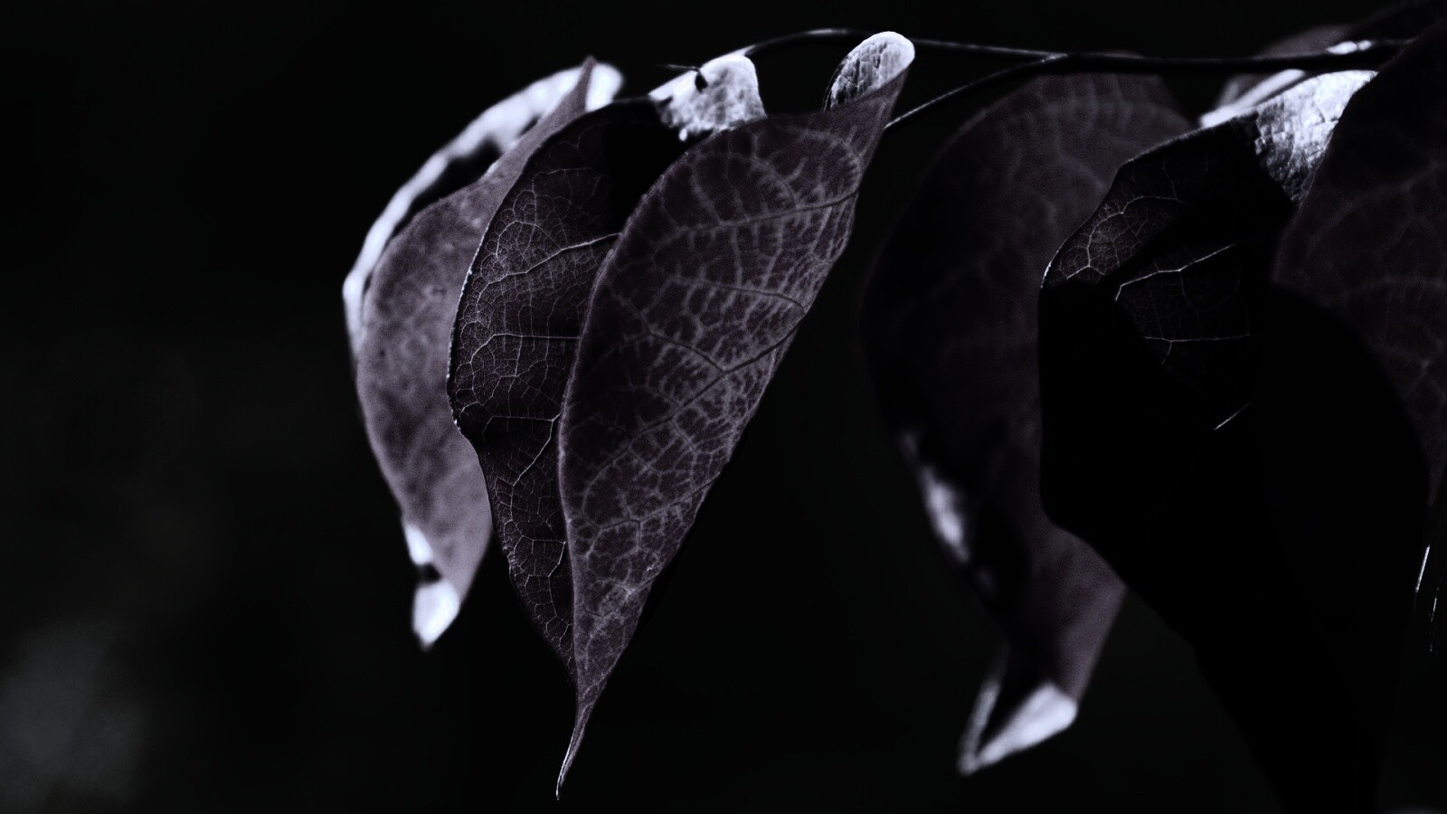 Ветка красных листьев обои