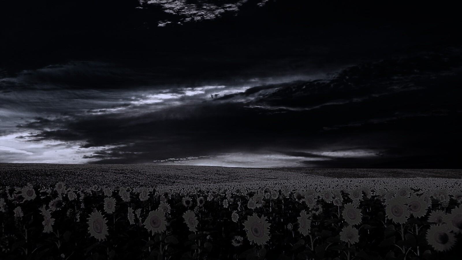 Целое поле подсолнухов обои