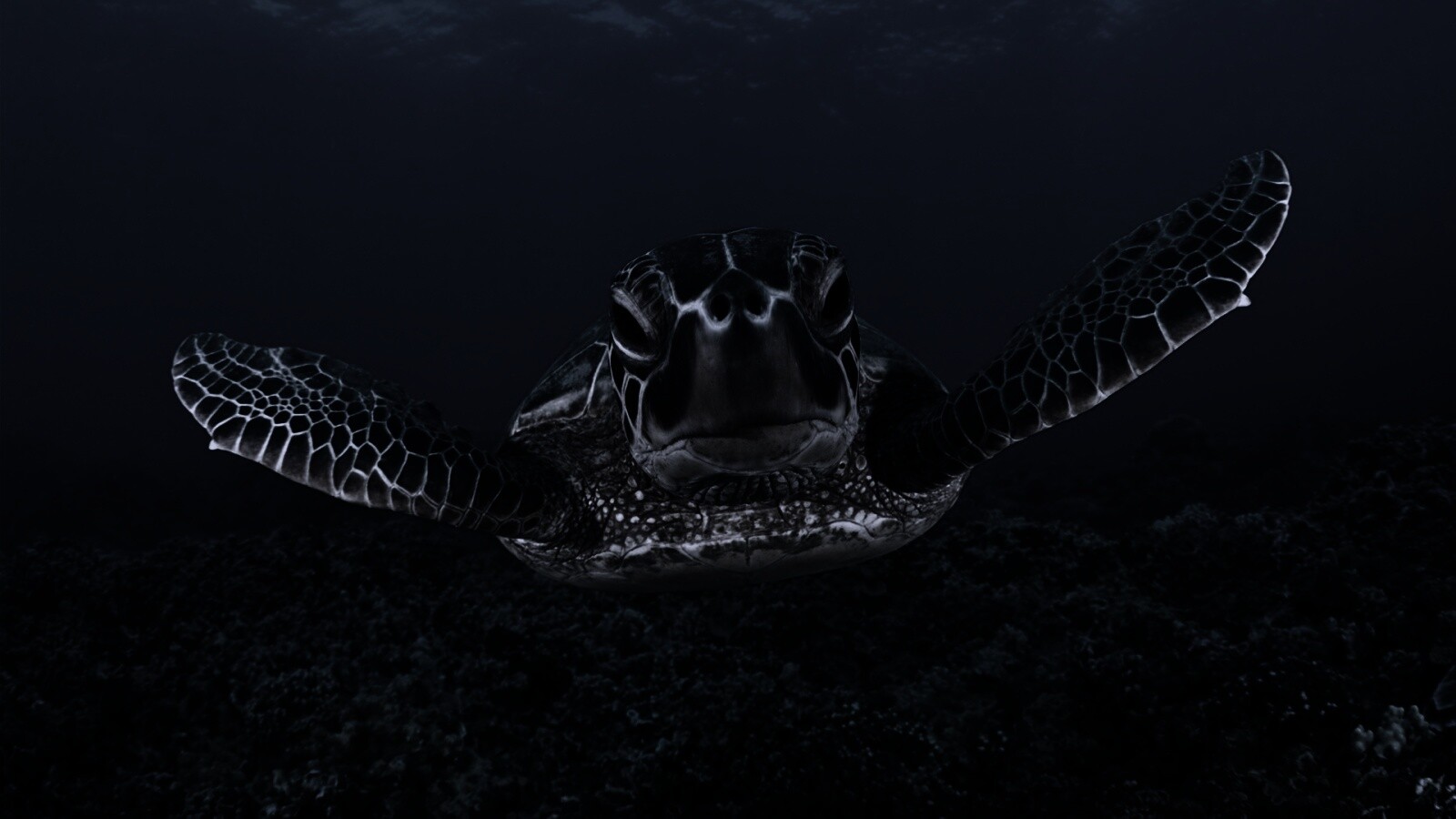 Морская черепаха обои
