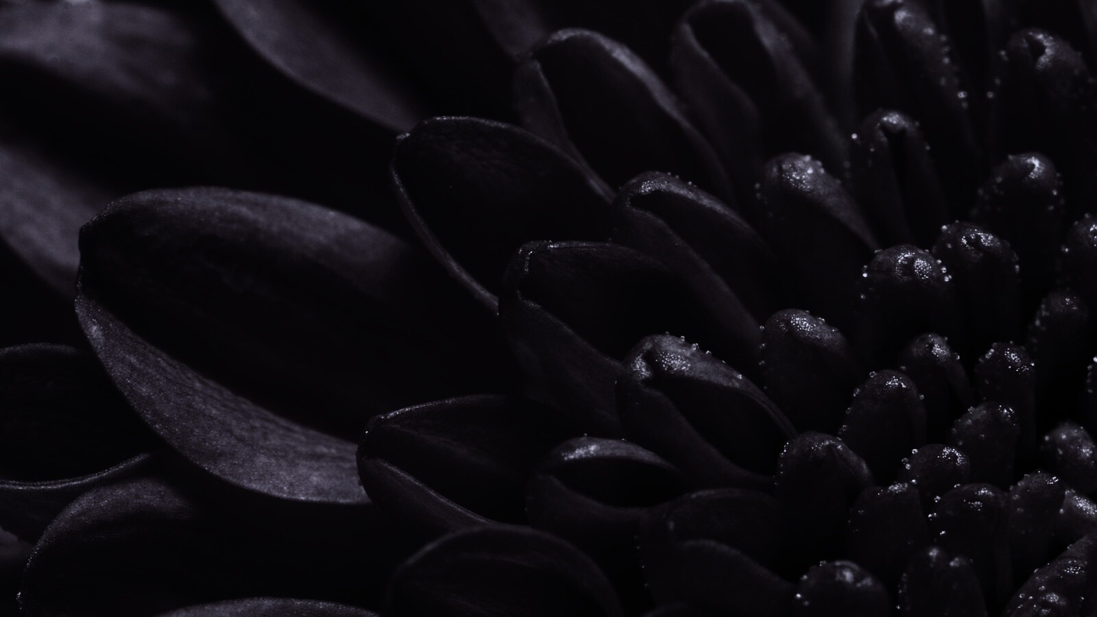 Лепестки хризантемы обои