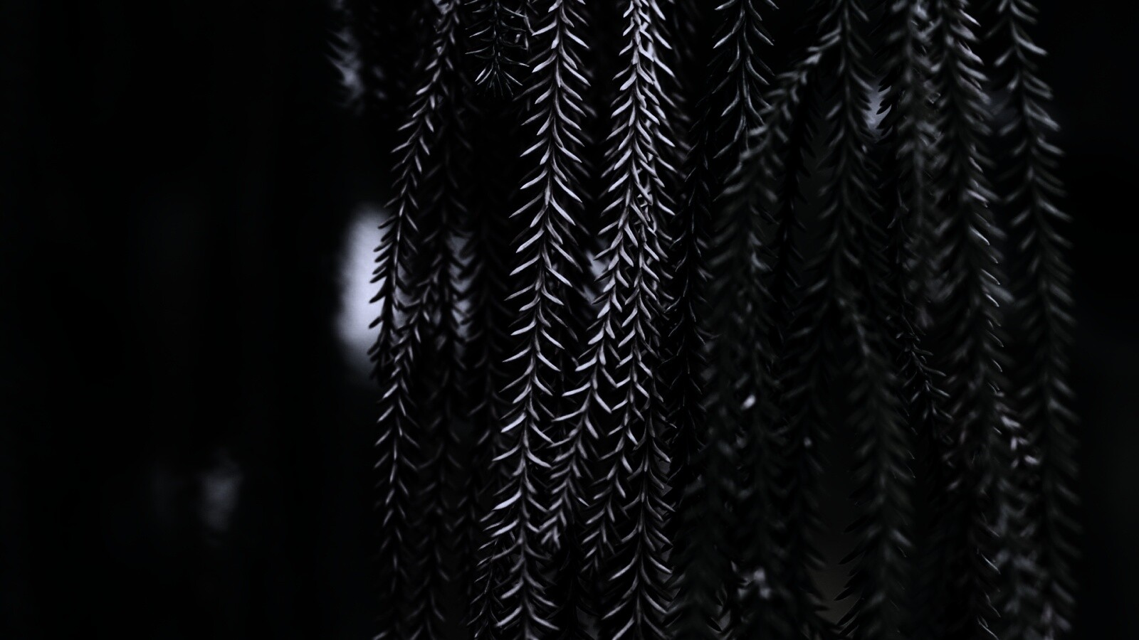 Зеленые колючки обои