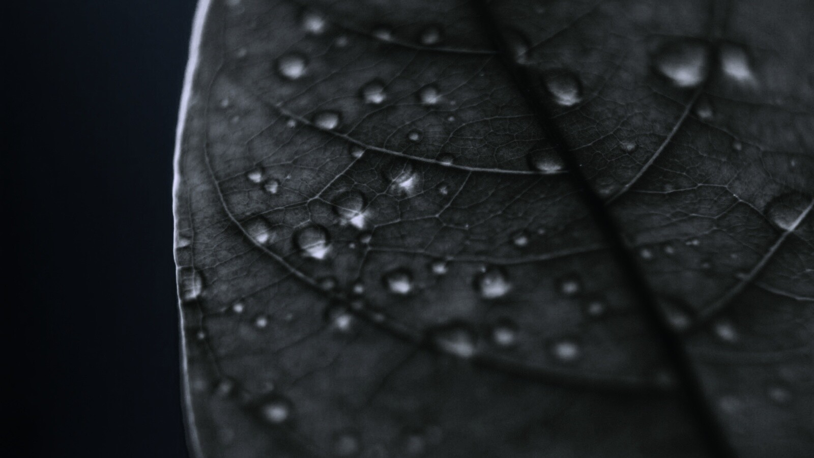 Зеленый листик в макро обои