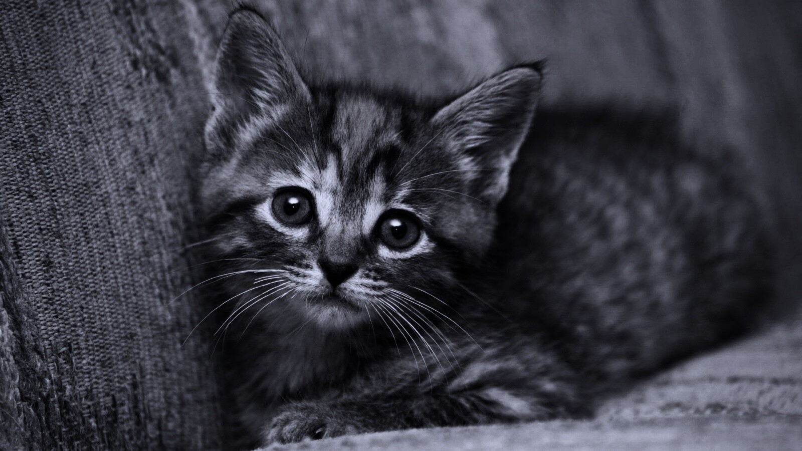 Милый маленький котенок обои