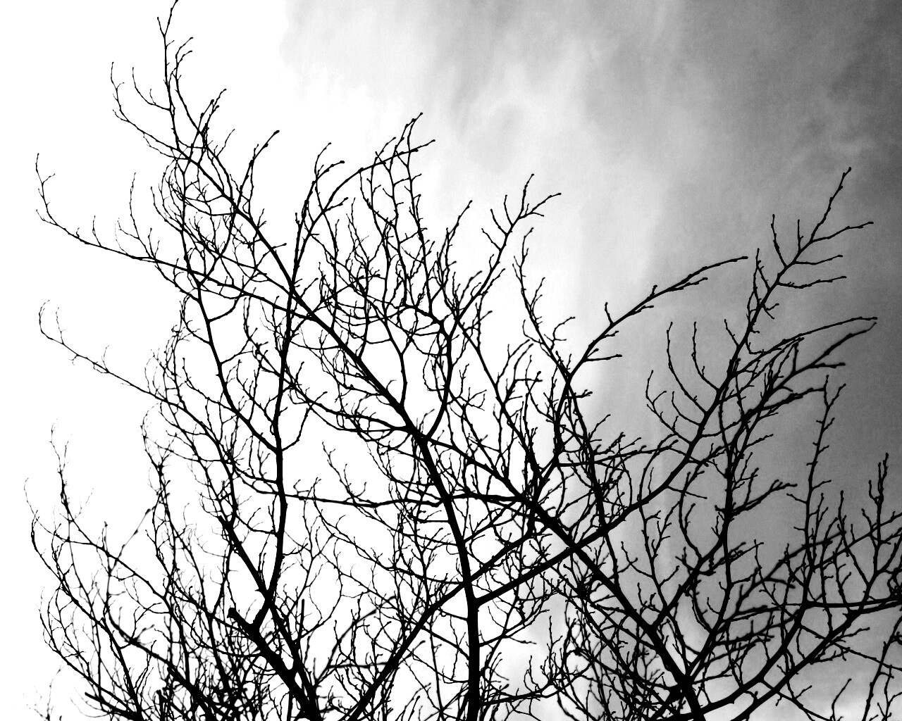 Ветвистое дерево обои