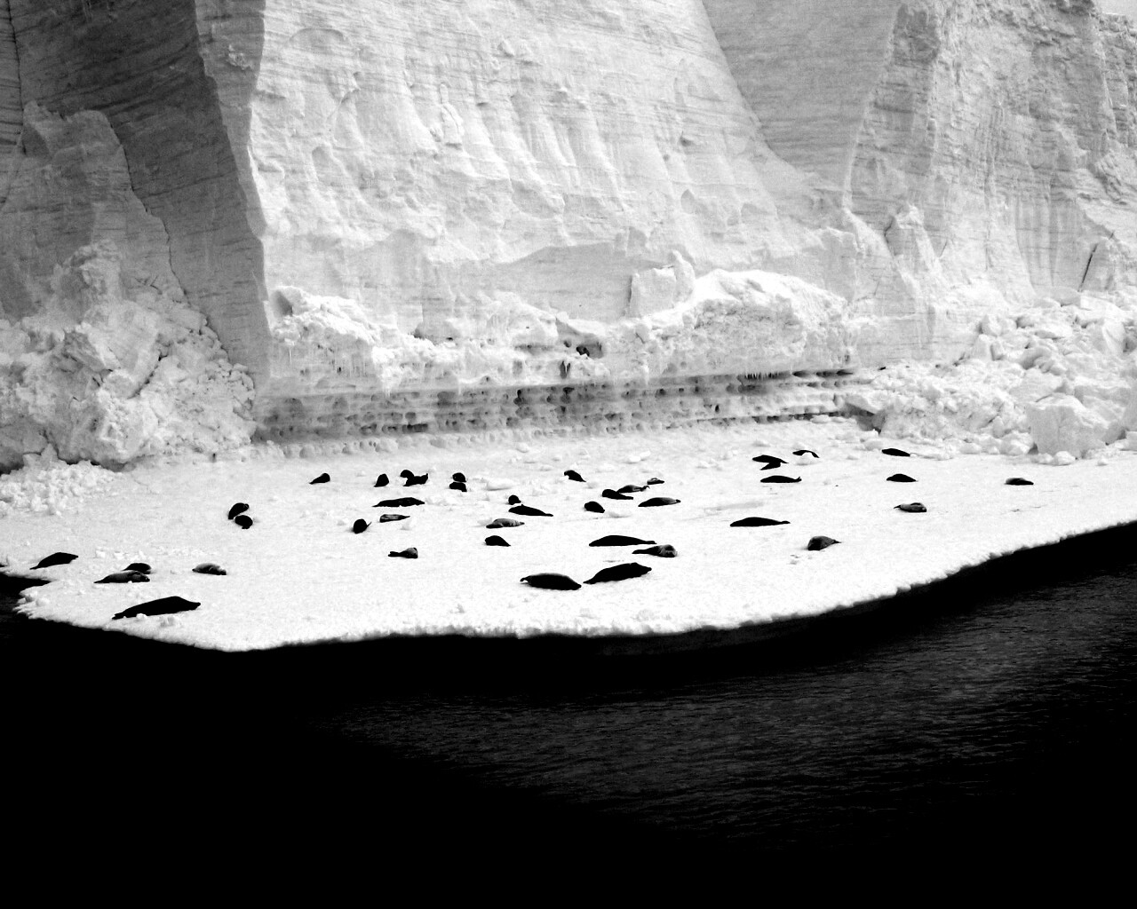 Спящие тюлени обои