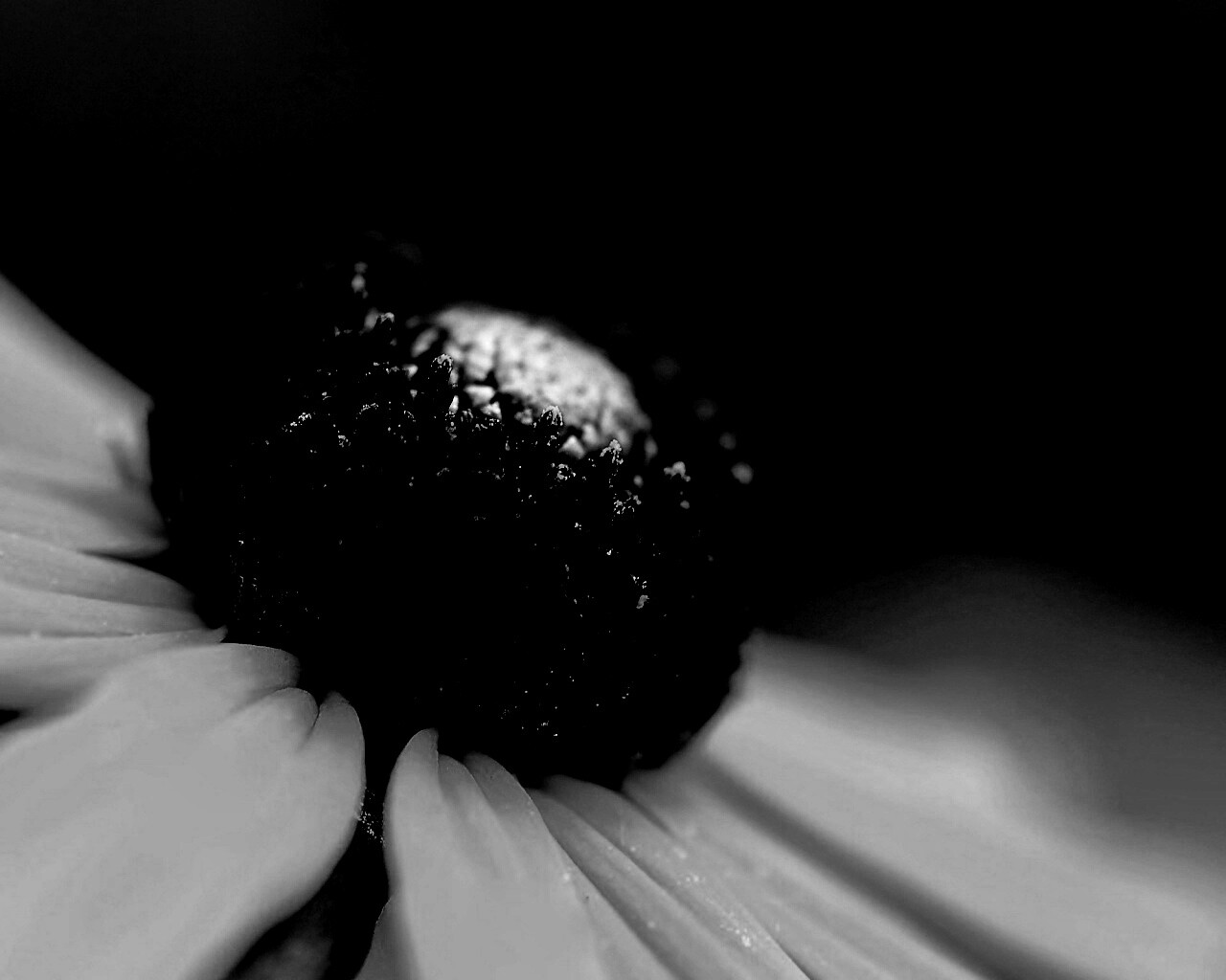 Золотой цветок обои