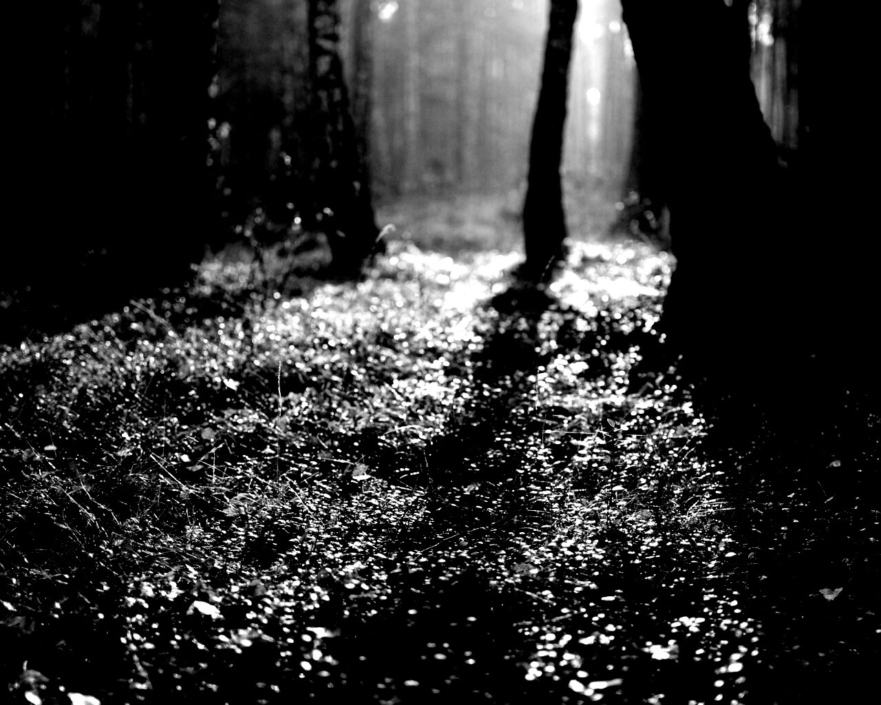 Лесная земля обои