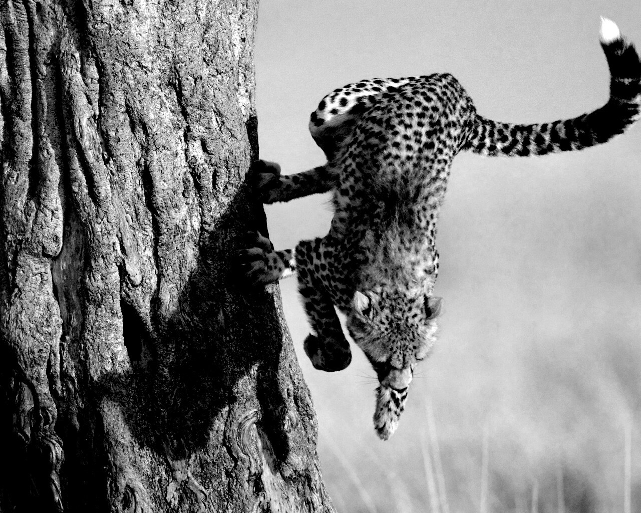 Скалолаз обои