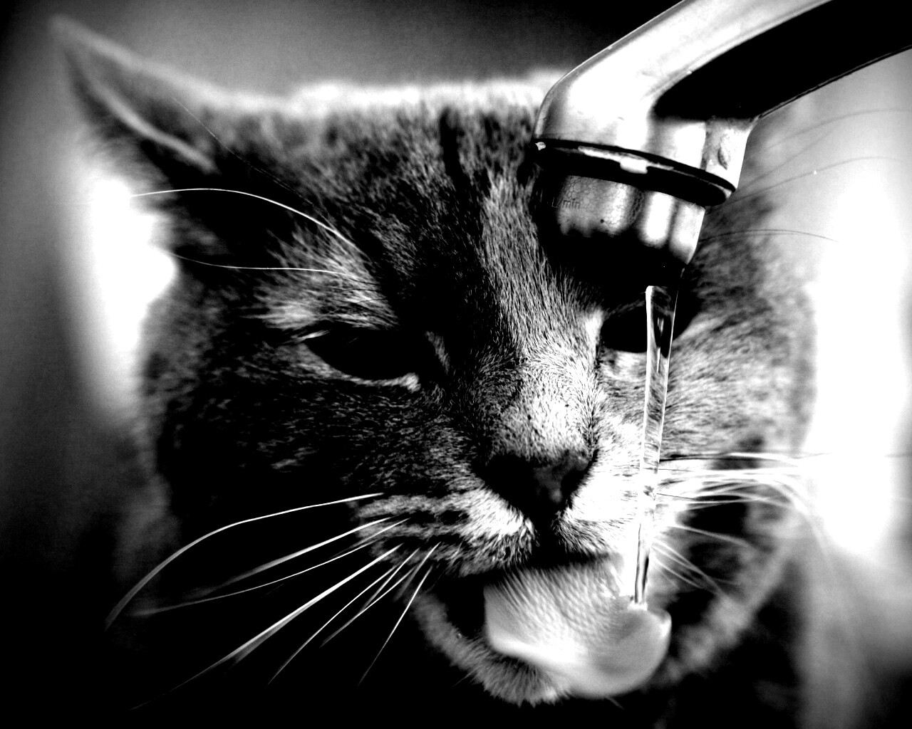 Кот пьет из под крана обои
